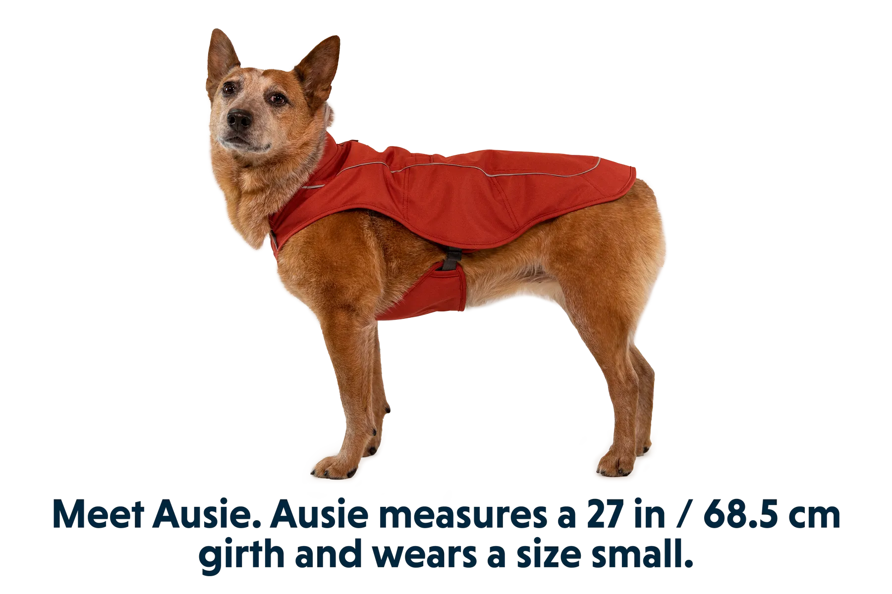 Overcoat Dog  Jacket