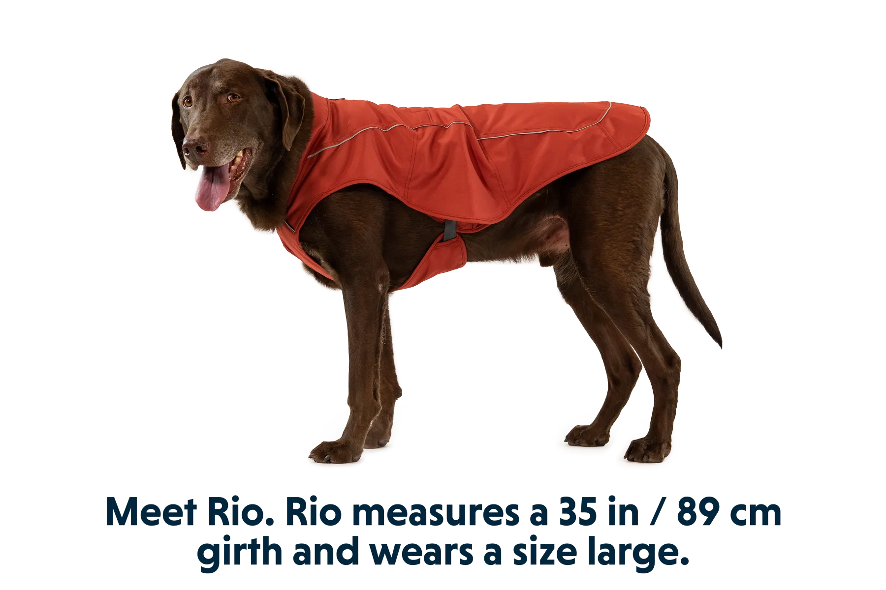 Overcoat Dog  Jacket