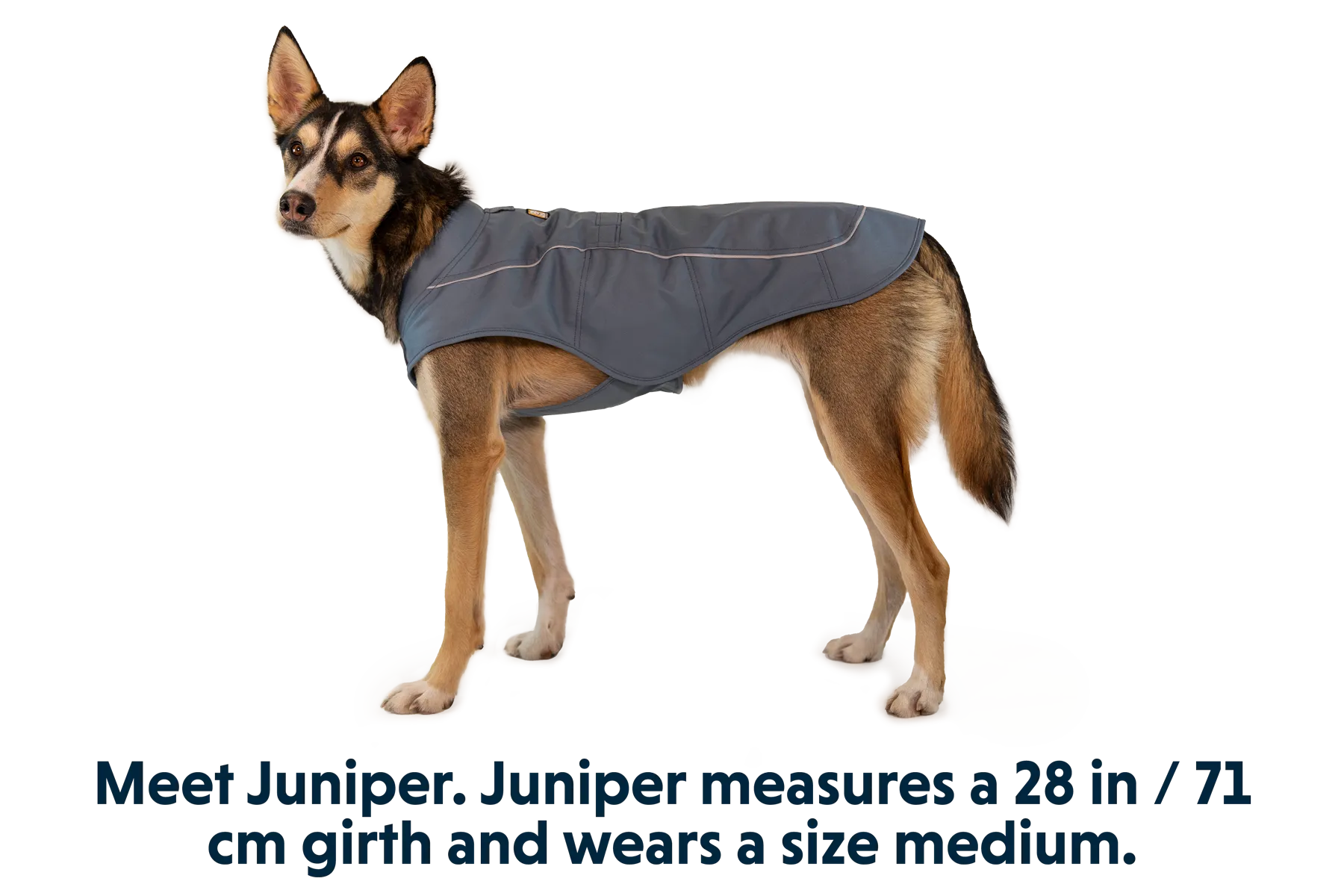 Overcoat Dog  Jacket